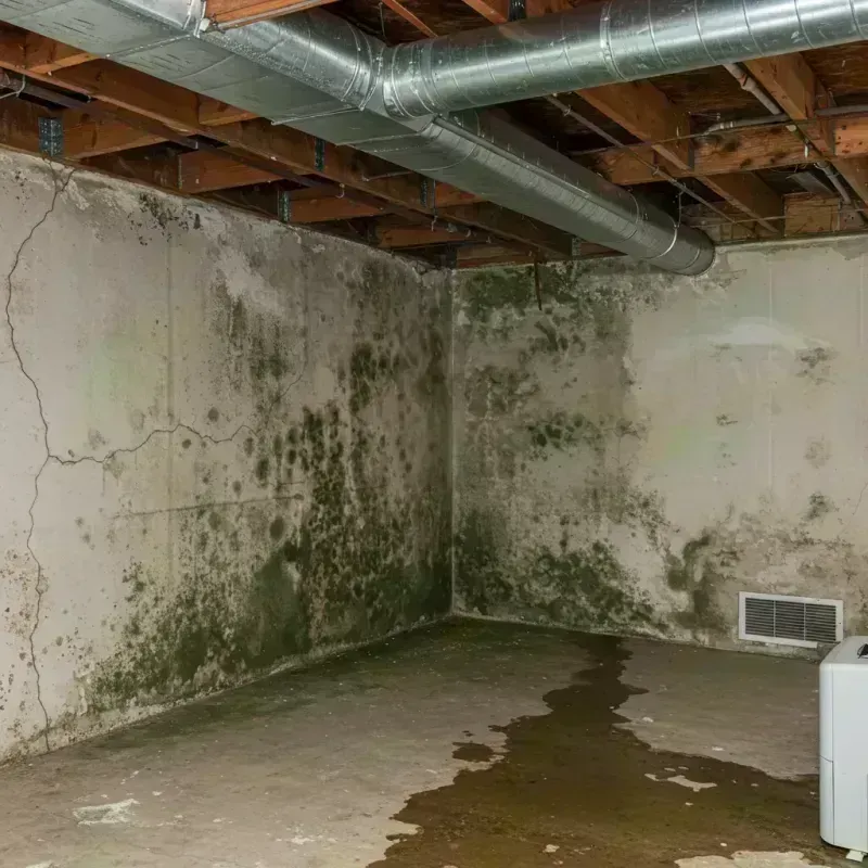 Professional Mold Removal in Cairo, IL